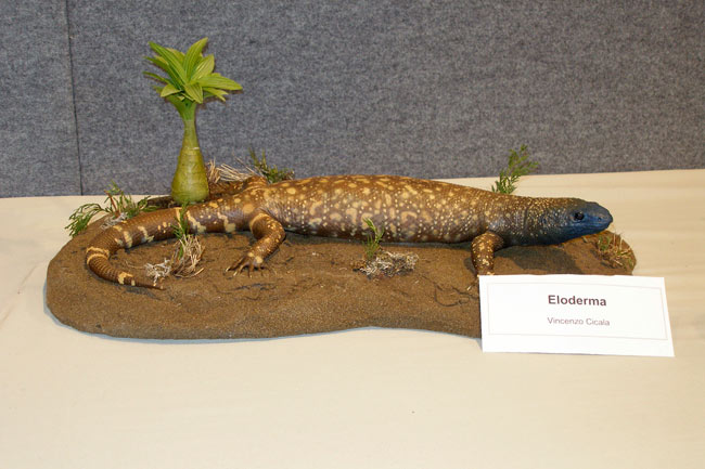 2008-eloderma